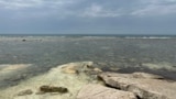 В Каспийском море массово гибнет рыба: что происходит? 